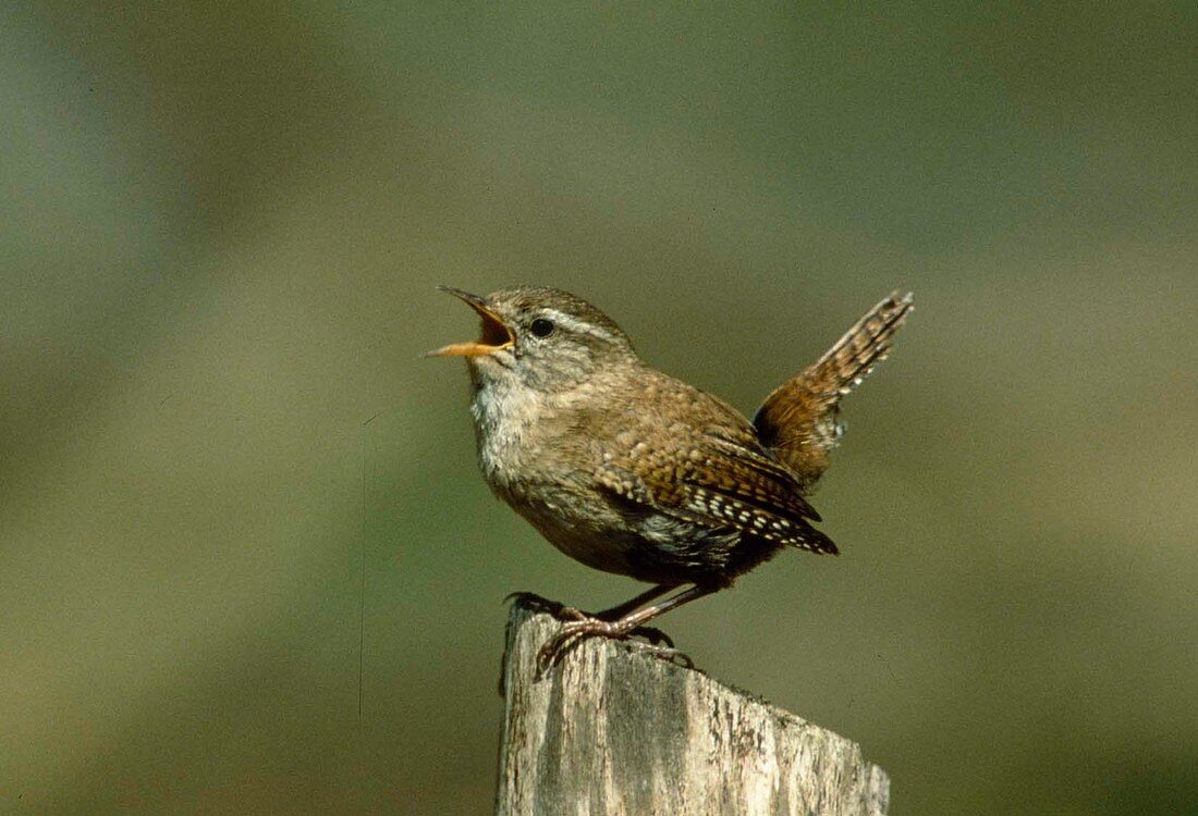 Singender Zaunkönig (Troglodytes troglodytes)