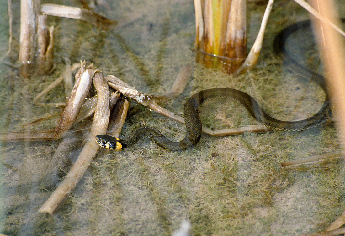 Die Ringelnatter (Natrix natrix) ist ein guter Schwimmer