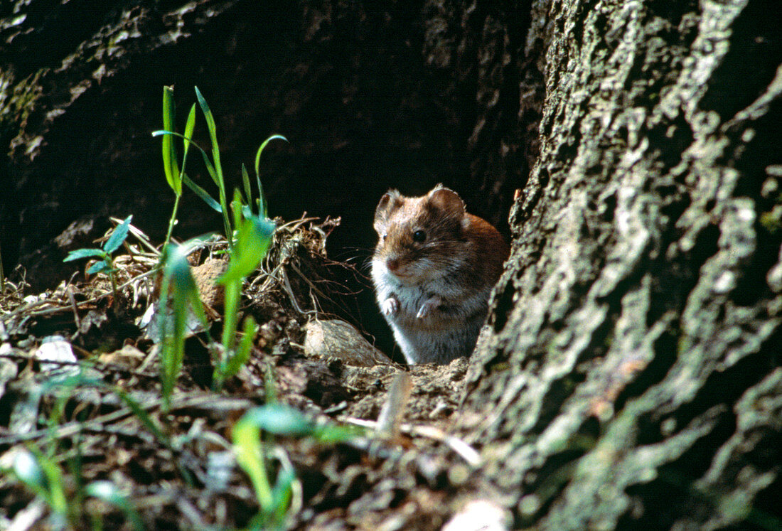 Feldhamster (Cricetus cricetus)