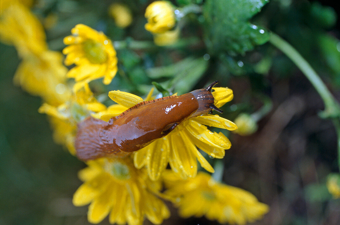 Red Slug (Arion rufus)