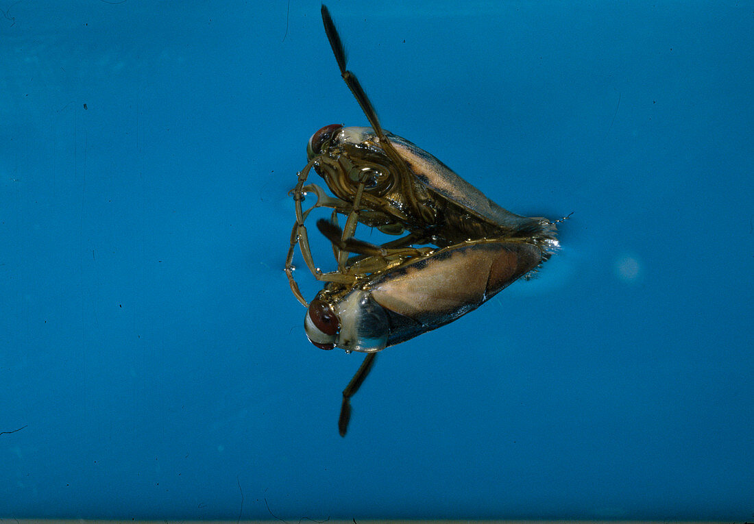 Rückenschwimmer (Notonectidae)