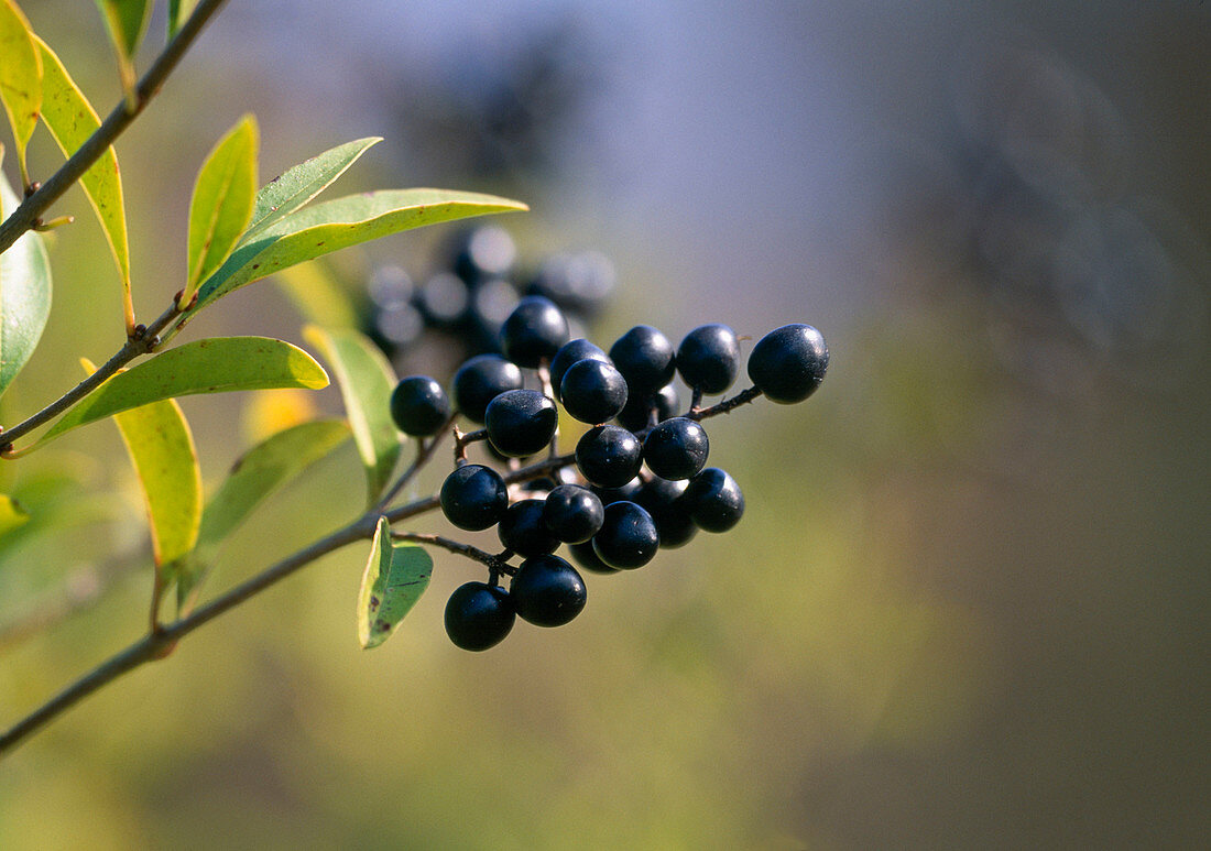Ligustrum vulgare (Privet) berries