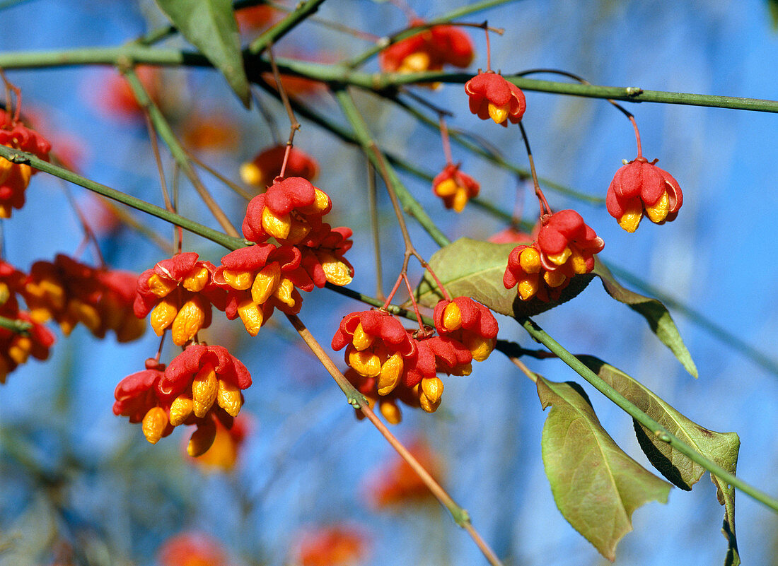 Euonymus europaeus / Pfaffenhütchen