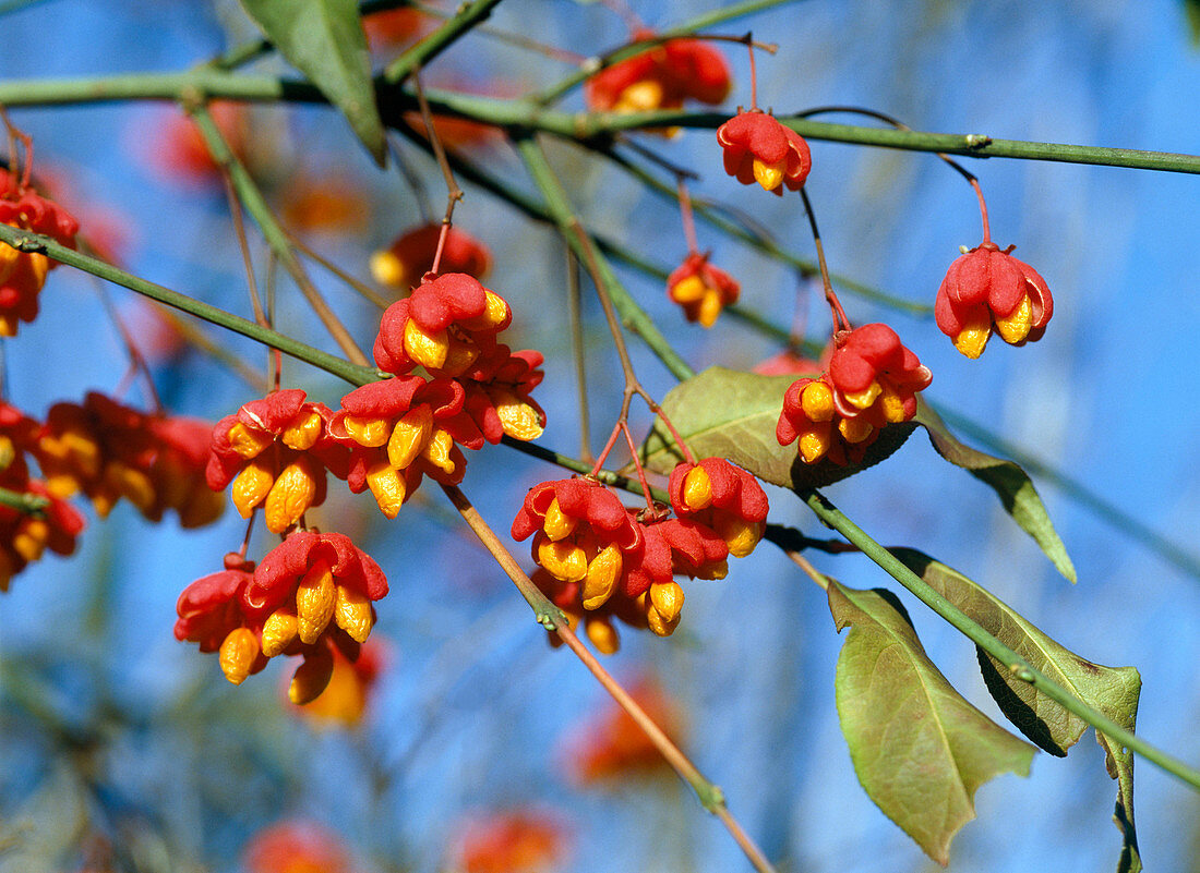 Euonymus europaeus (spindle tree)