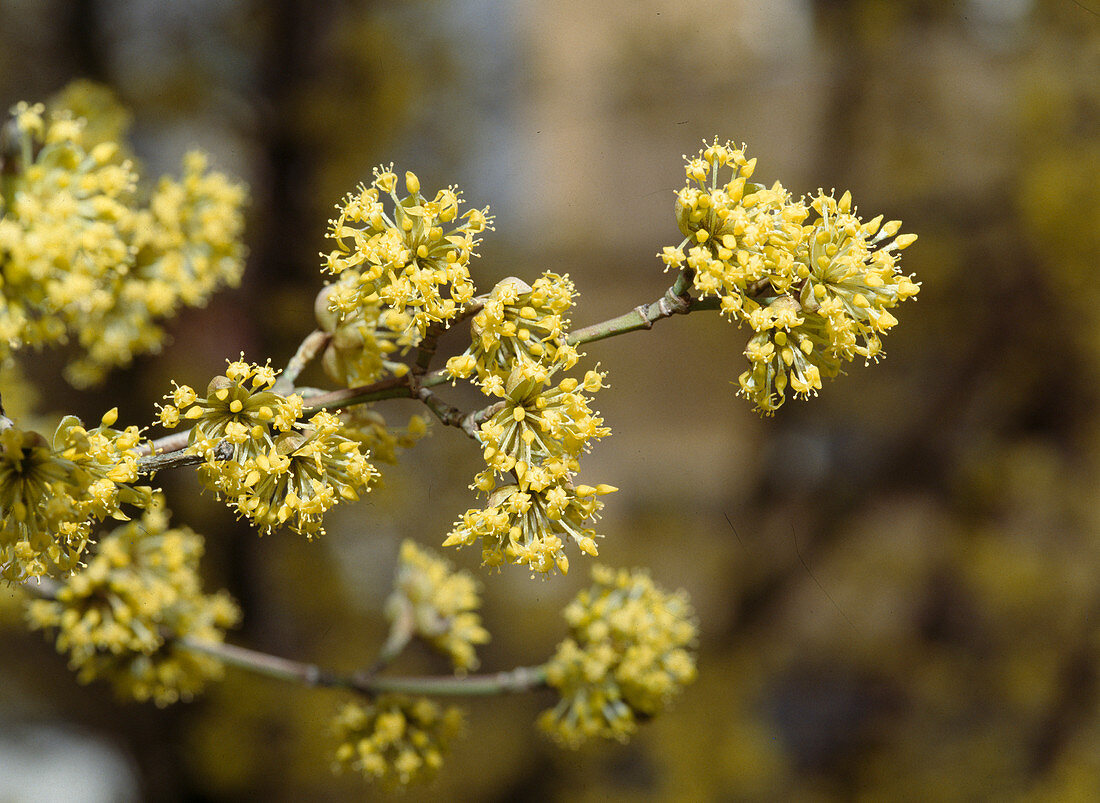 Cornus, flowering