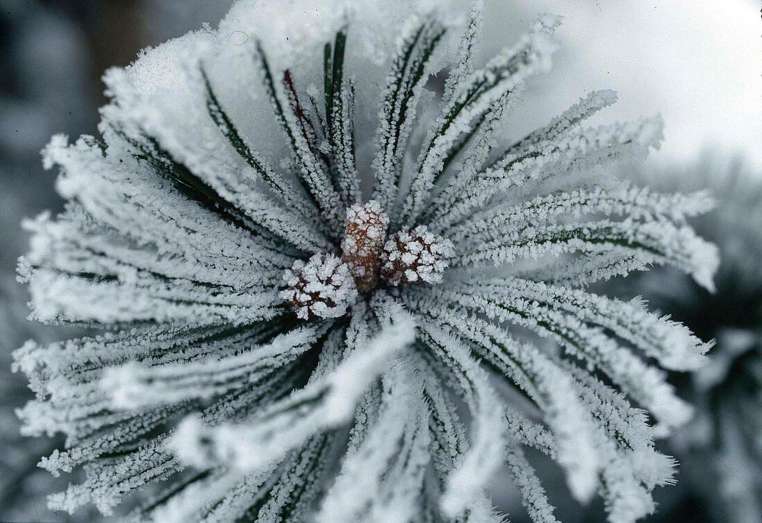 Hoar frost on pine