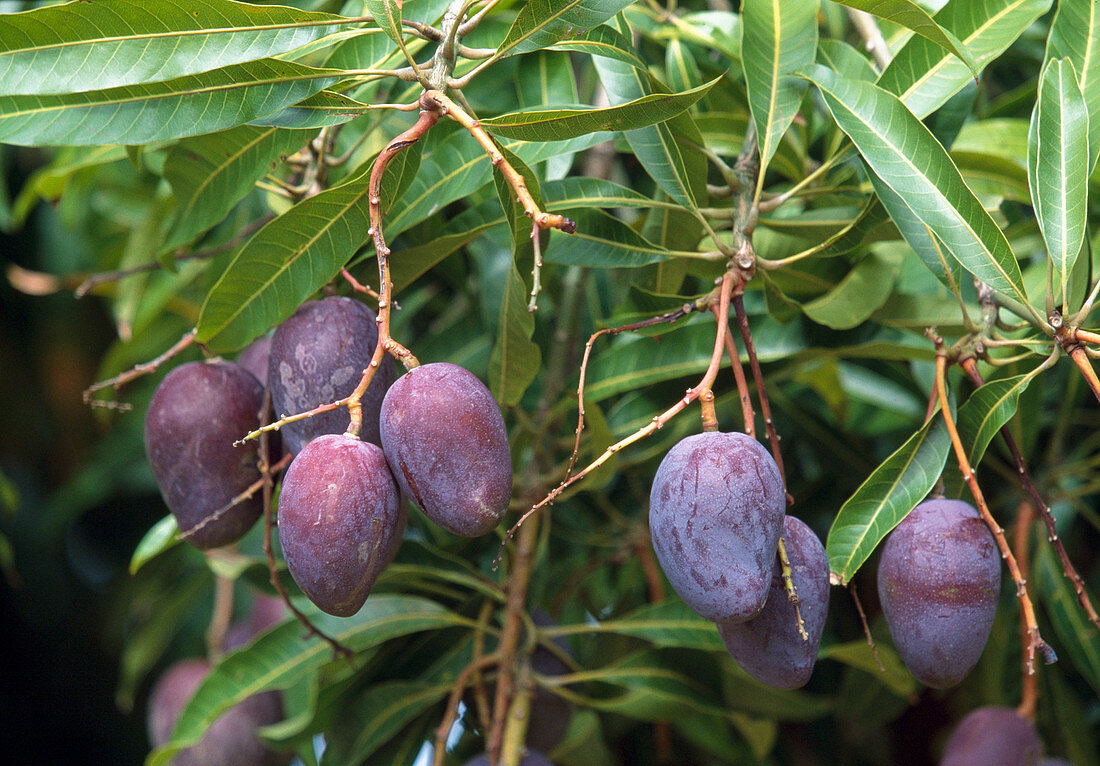Mangobaum (Mangifera indica), tropischer Obstbaum mit violetten Früchten