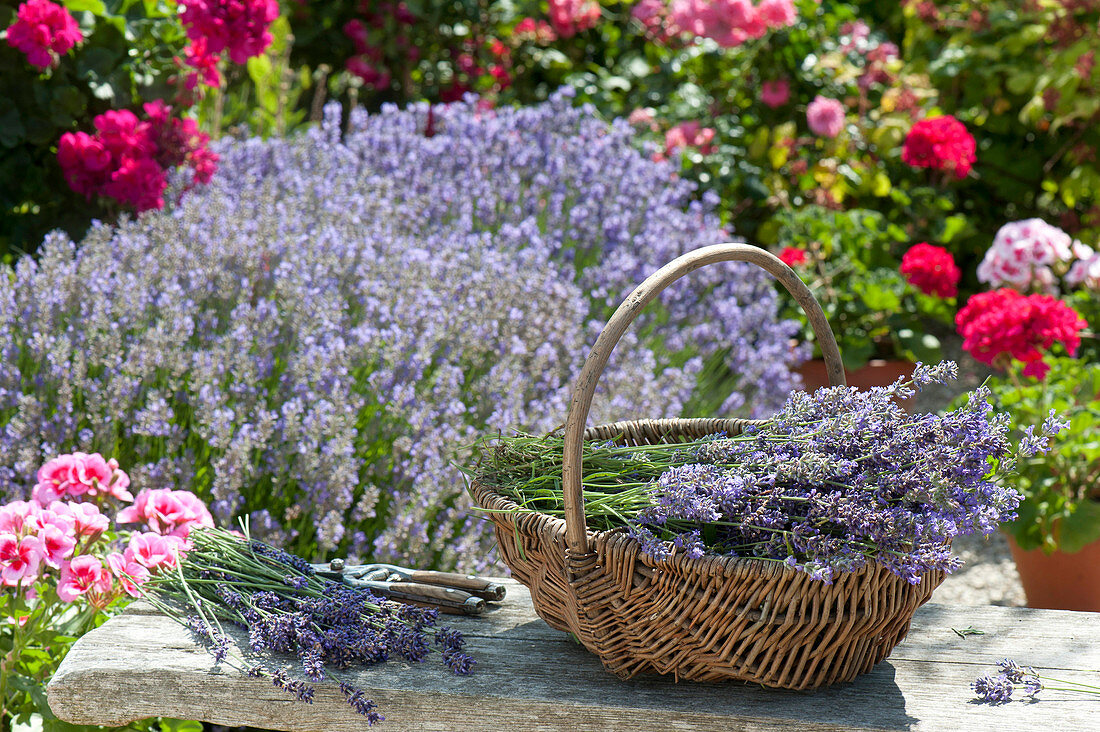 Korb mit frisch geschnittenem Lavandula (Lavendel) auf Bank