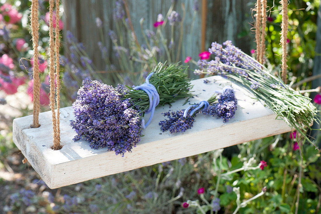 Straeusse aus frisch geschnittenem Lavandula (Lavendel) auf Schaukel