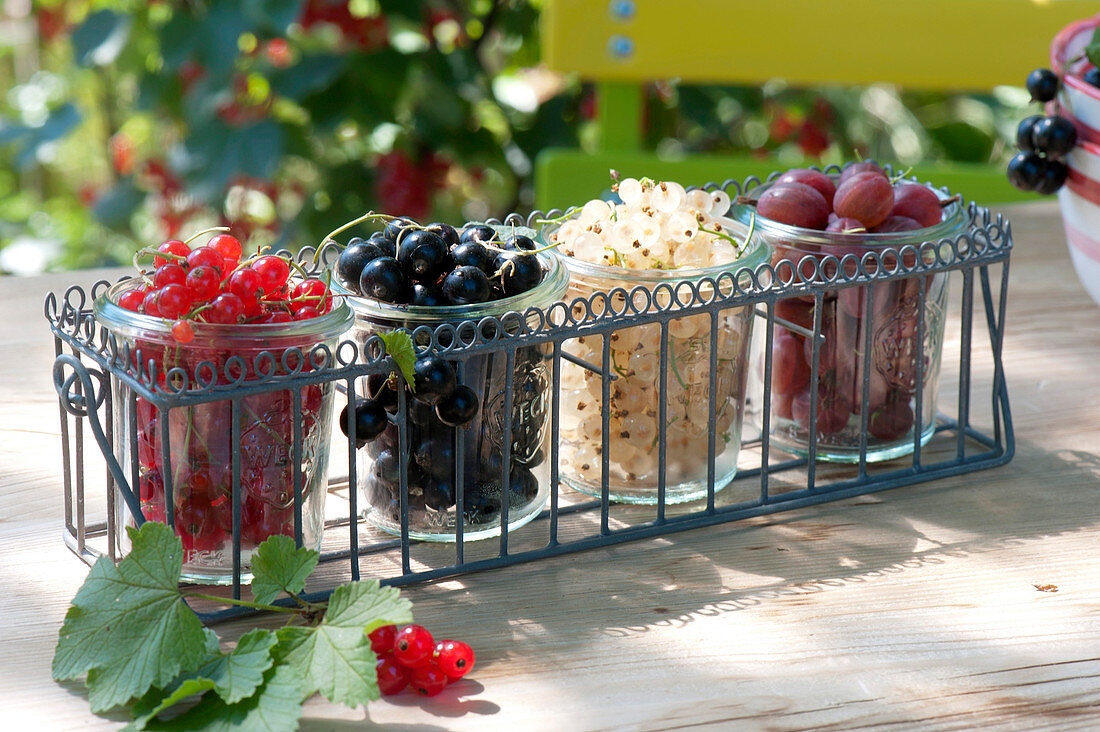 Freshly picked berries in preserving jars lined up in bottle carrier