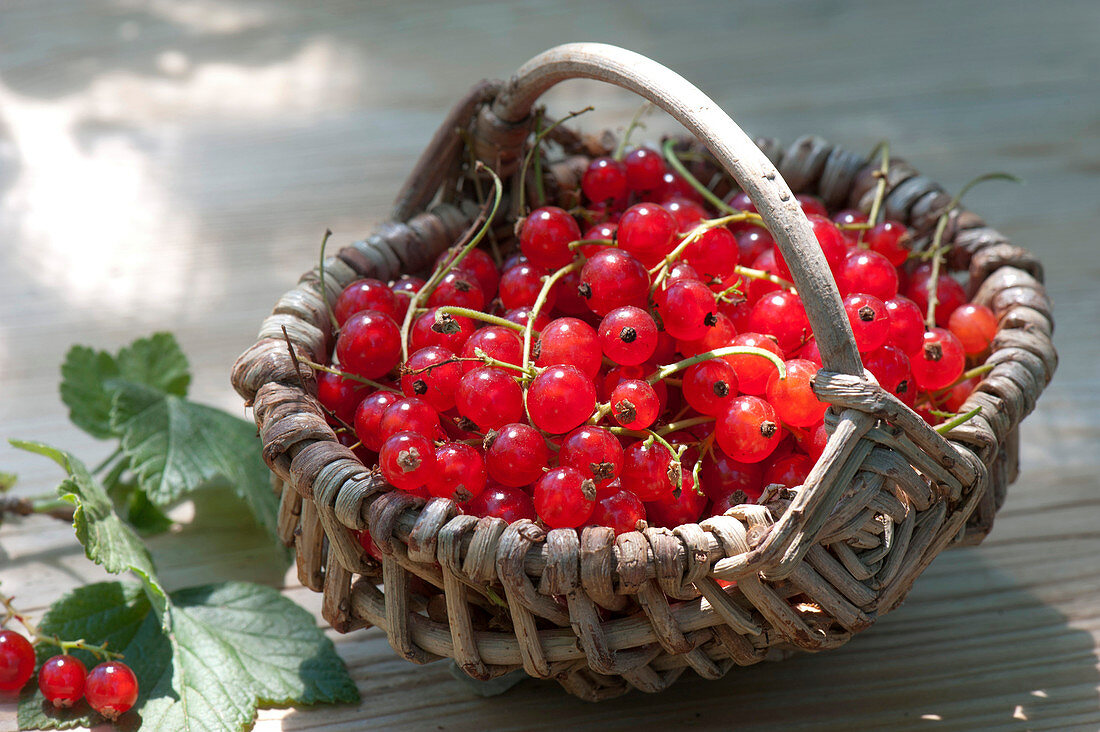 Small basket with Ribes rubrum (redcurrants)