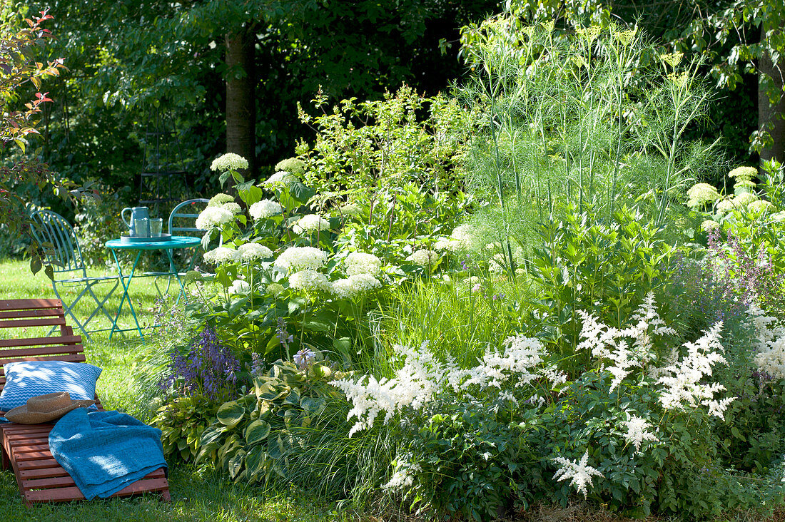Weisses Beet mit Astilbe (Prachtspiere), Hydrangea arborescens 'Annabelle'