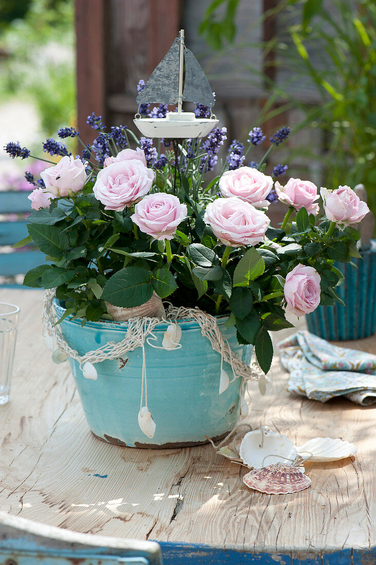 Pink (rose) and Lavandula (lavender) in turquoise planter