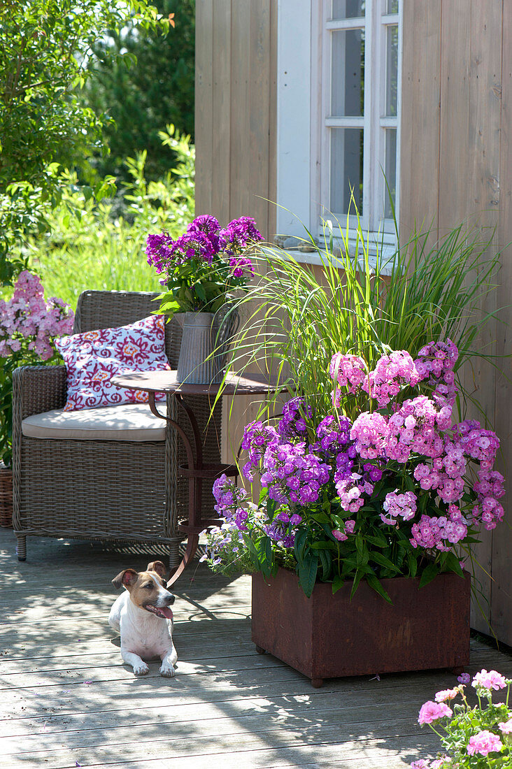 Phlox paniculata 'Eva Förster' 'Uspech' (Flammenblumen) und Spartina