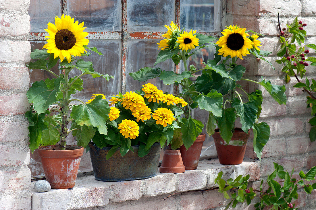 Helianthus annuus (sunflower) in clay pots and Zinnia elegans
