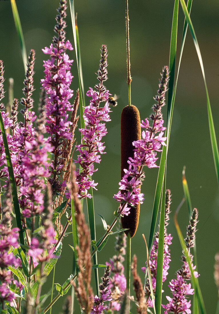 Lythrum salicaria (purple loosestrife) and Typha (cattail)