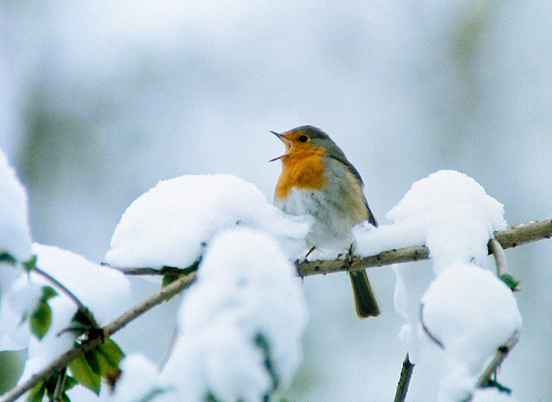 Singendes Rotkehlchen (Erithacus rubecula) im Schnee