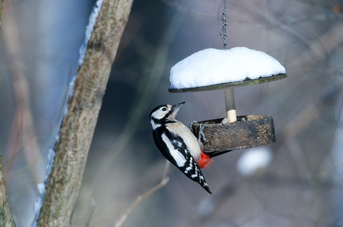 Great spotted woodpecker (Dendrocopos major) on bird feeders