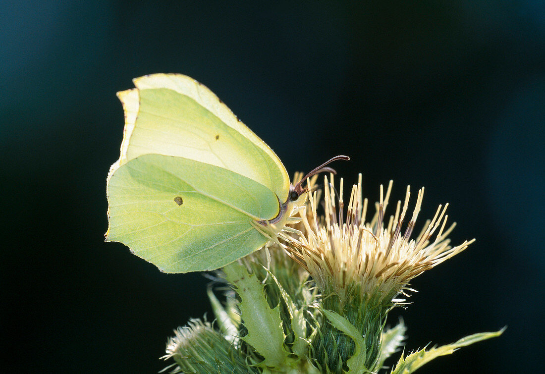 Zitronenfalter (Gonepteryx rhamni) auf Distel-Blüte