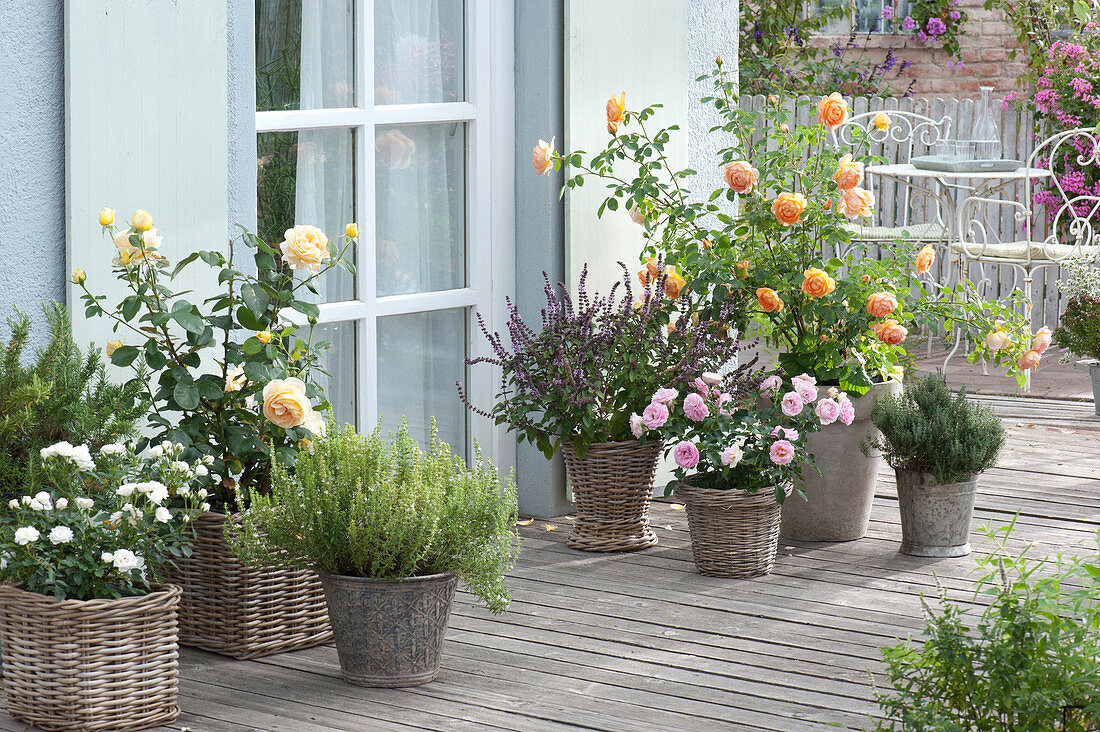 Terrace with roses and herbs