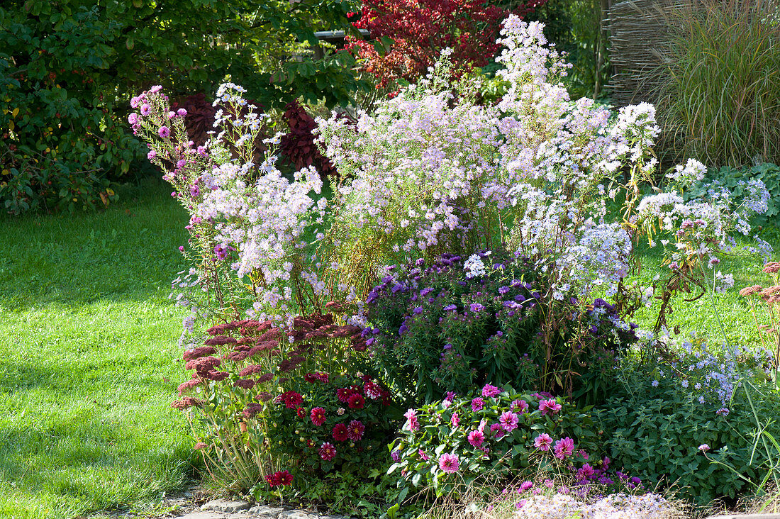 Herbstbeet mit Aster pringlei 'Pink Star' (Myrten-Aster), Aster dumosus