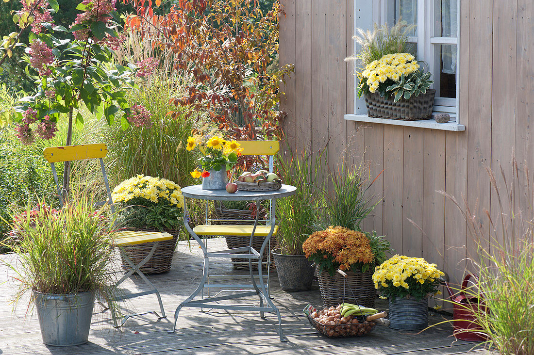 Autumn terrace with grasses and chrysanthemums