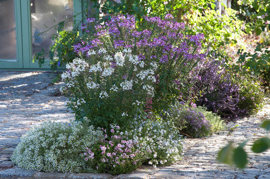 Terrace bed with summer flowers purple and white
