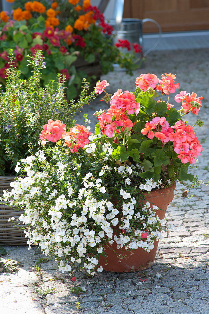 Tontopf mit Diascia (Elfensporn) und Pelargonium zonale