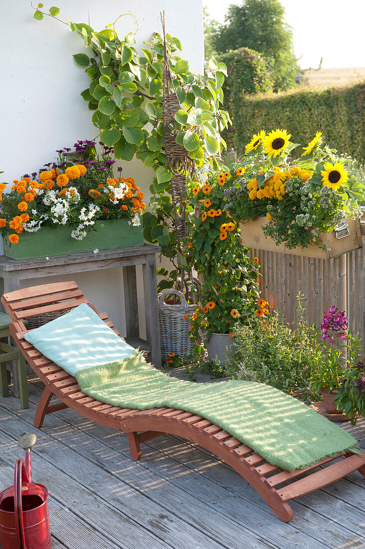Orange-gelber Balkon mit Sommerblumen und Kletterpflanzen