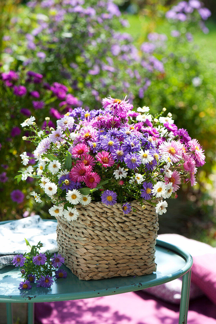 Mixed bouquet of aster in basket on side table