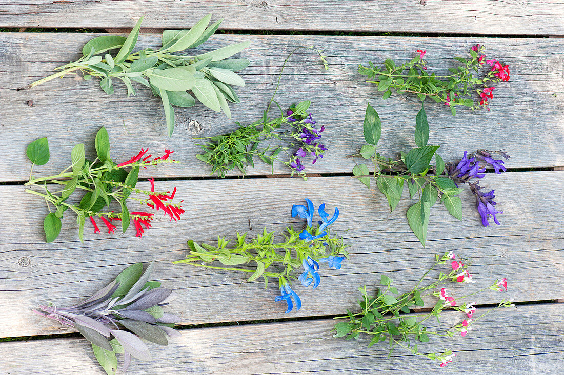 Tableau with different varieties of sage
