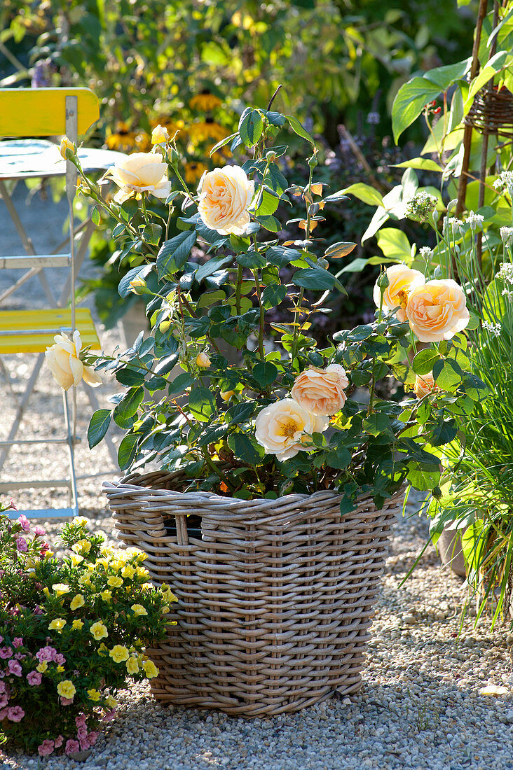 Pink 'Palace Rose Olympic' (rose) in basket on gravel terrace