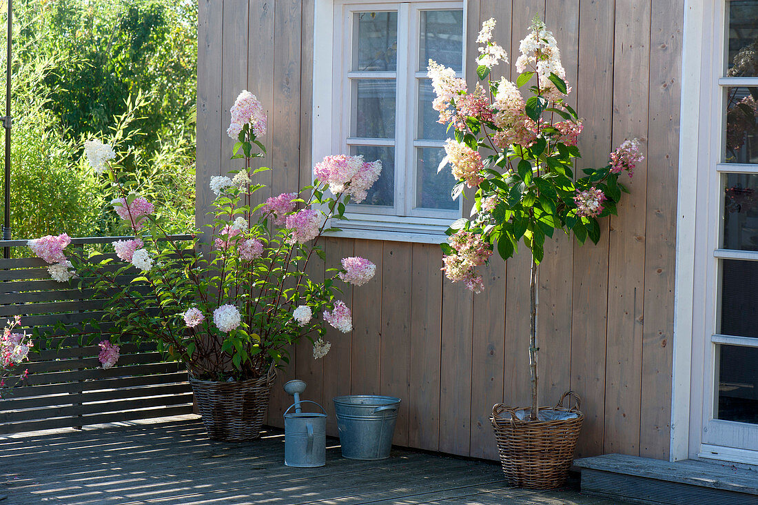 Hydrangea paniculata 'Vanille Fraise' und 'Pinky Winky'