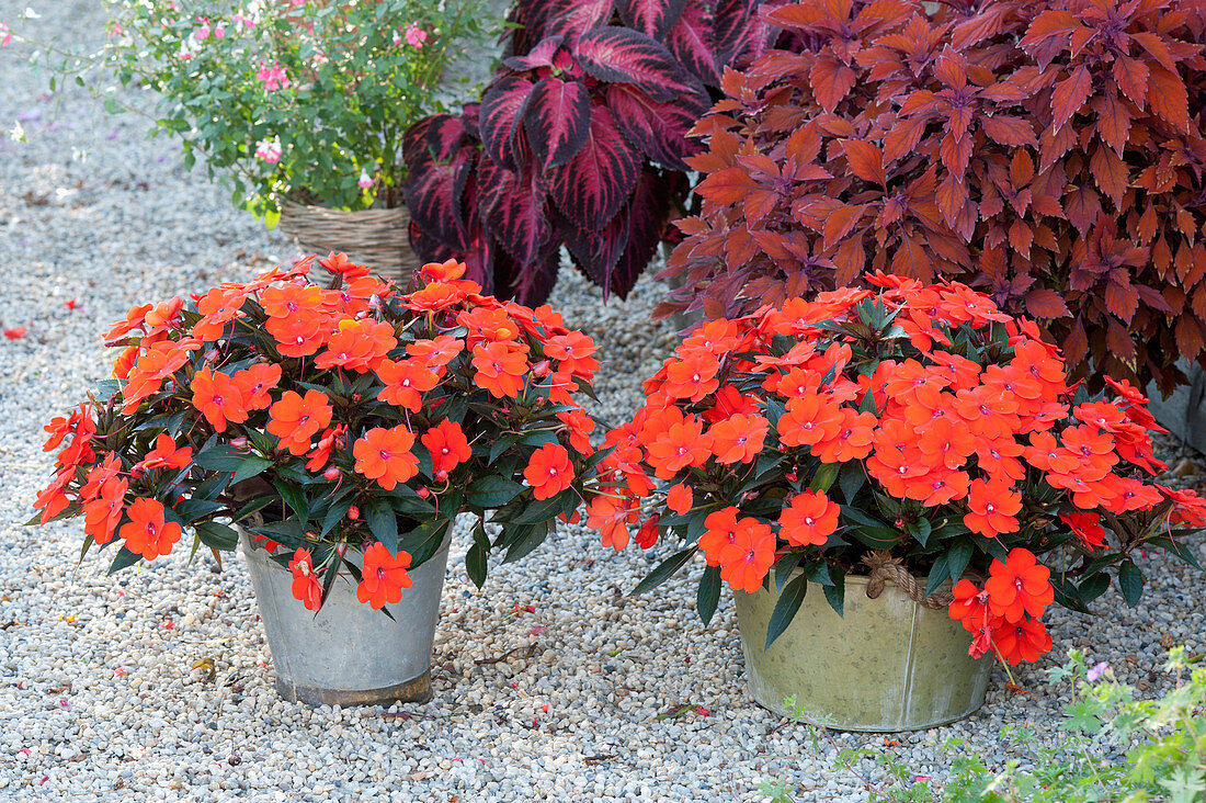 Impatiens Neu-Guinea LaTina 'Orange' (Edellieschen) und Coleus