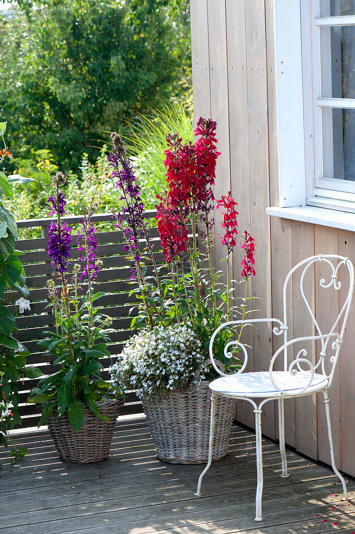 Lobelia speciosa Kompliment 'Scarlet' 'Purple' (Prachtlobelien