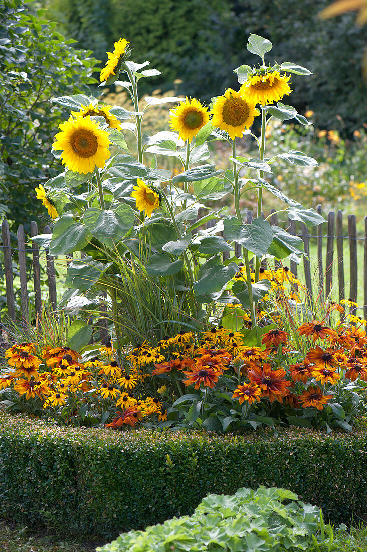 Sonnenblumen und Sonnenhut in Rundbeet mit Buchs-Hecke