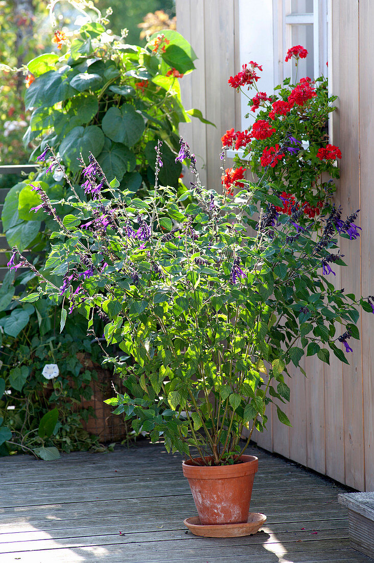 Salvia 'Amistad' (garden sage)