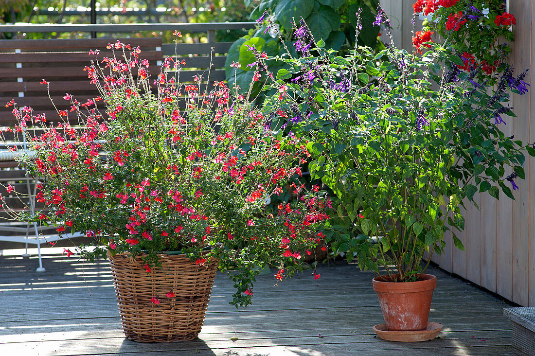 Salvia microphylla (Johannisbeersalbei), Salvia 'Amistad' (Gartensalbei)