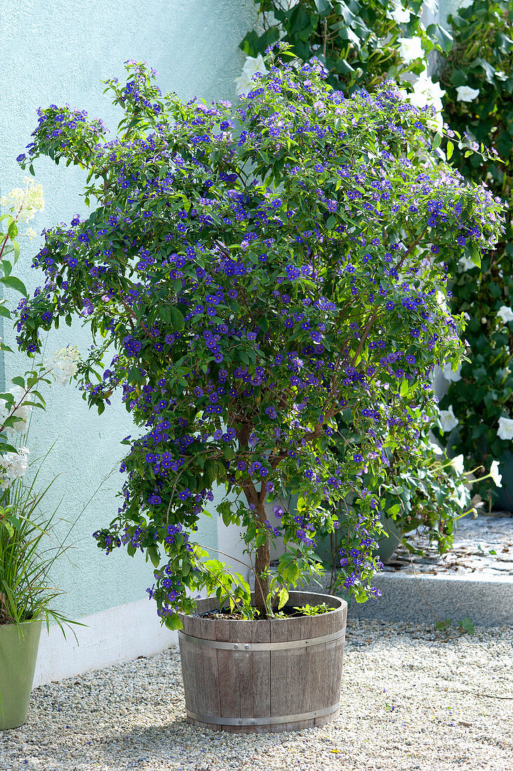 Solanum rantonnetii (gentian shrub) in a wooden tub