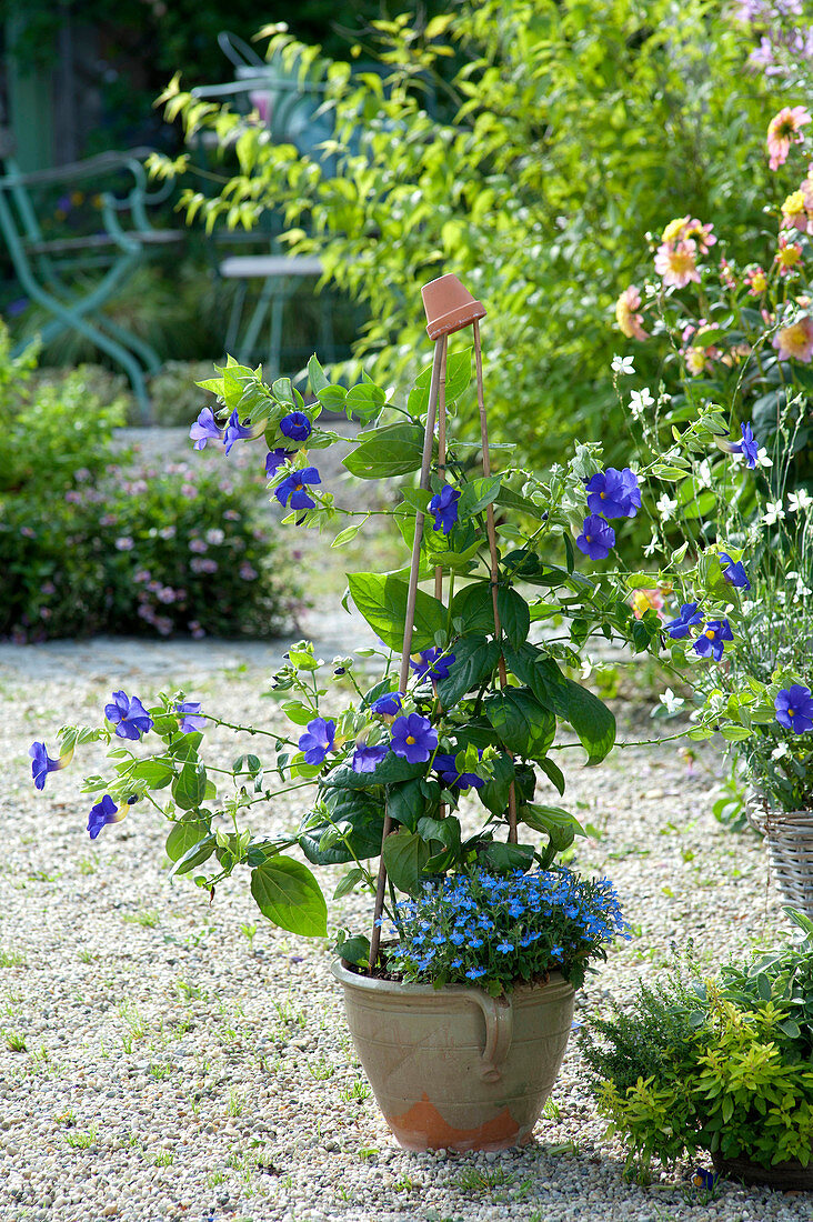 Thunbergia battiscombei (large flowered thunbergias)