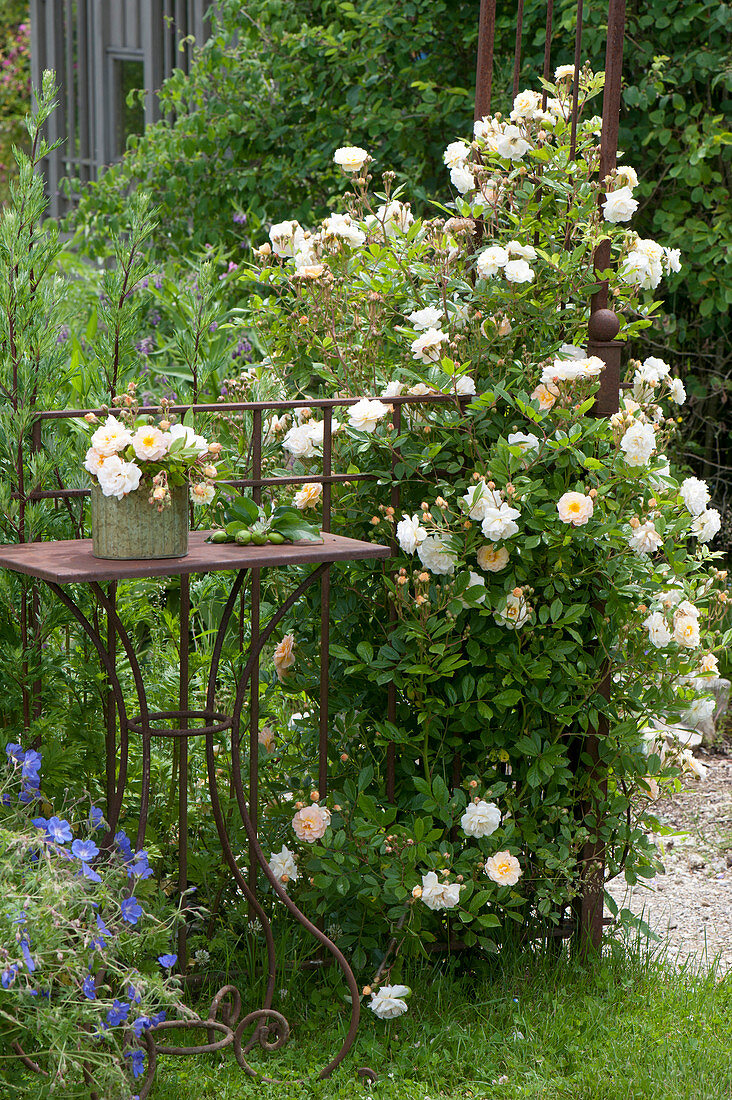 Kletterrose an Rosenbogen pflanzen