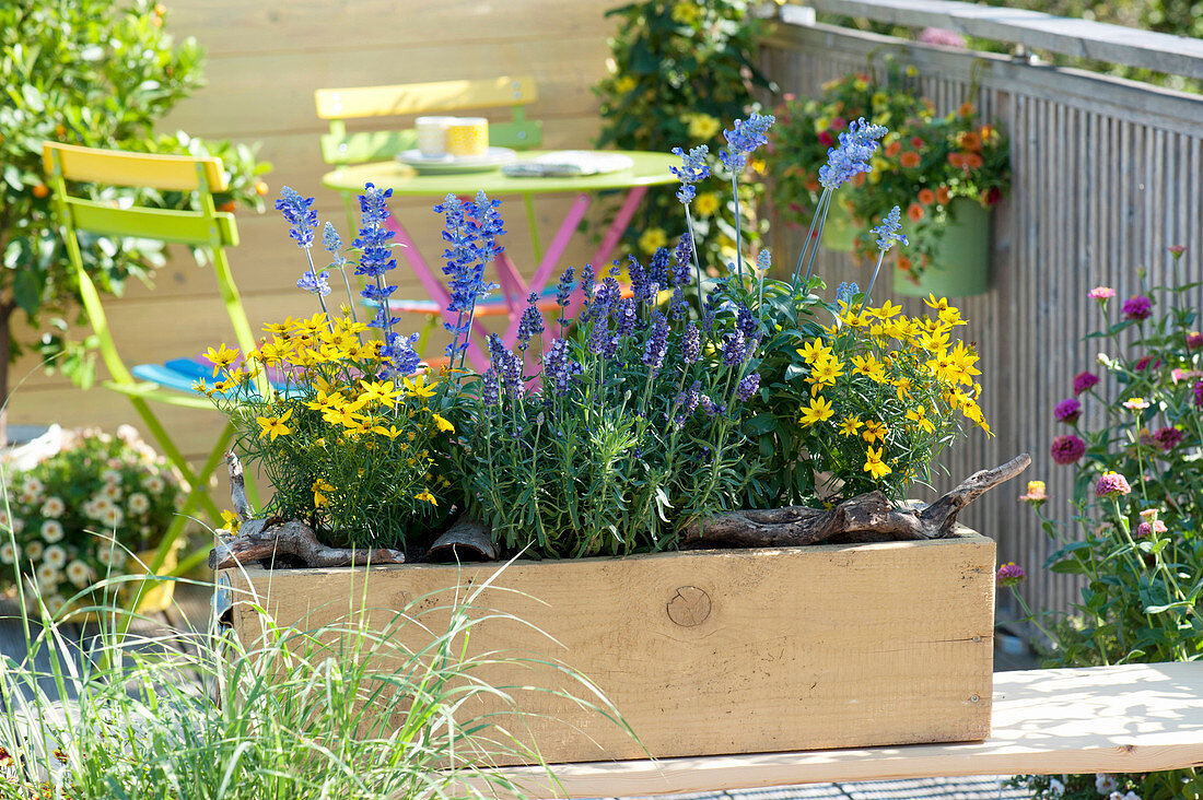 Gelber Holzkasten mit Coreopsis verticillata (Mädchenauge), Lavandula