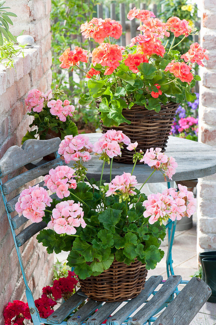 Pelargonium zonal in baskets on chair and table