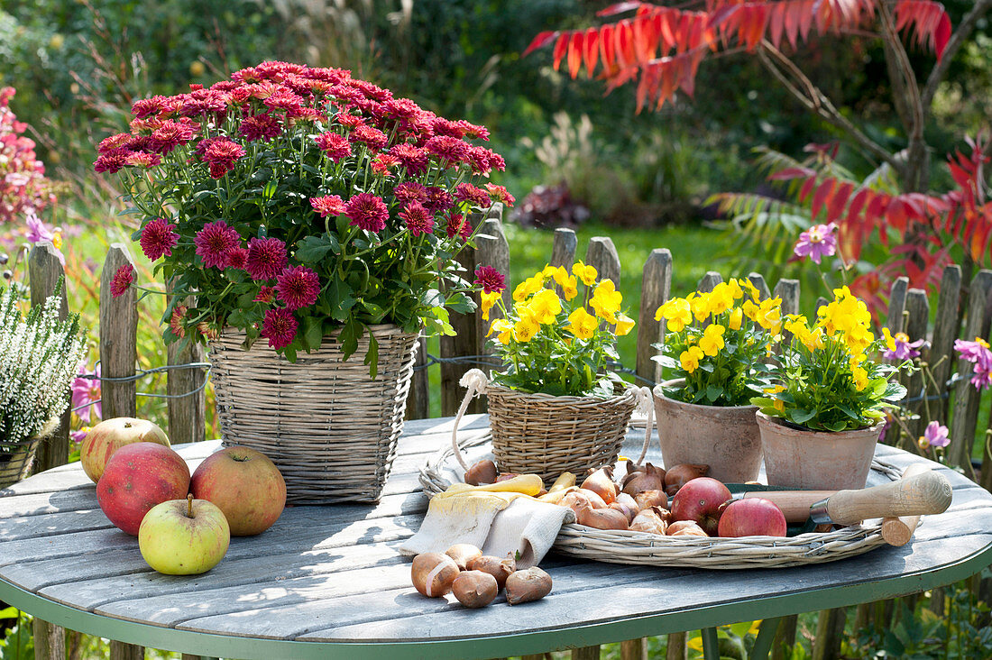 Herbstliches Stillleben auf Gartentisch : Chrysanthemum indicum