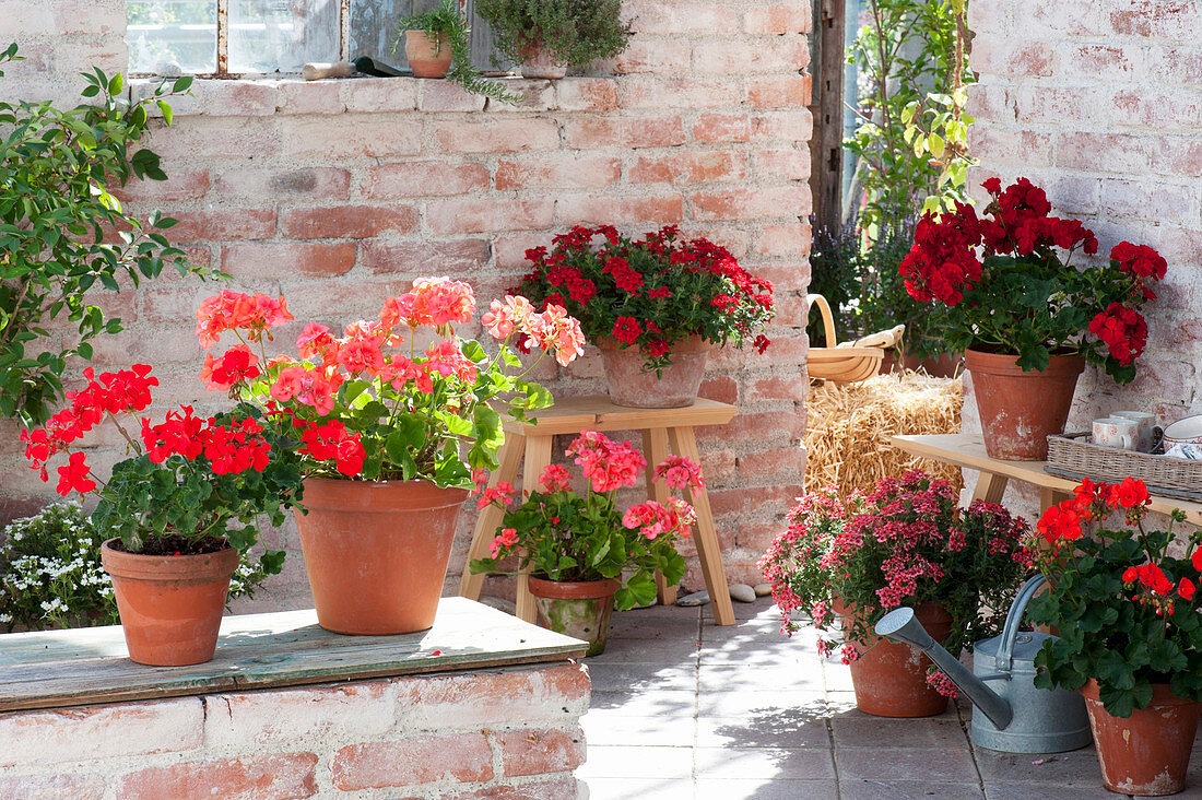 Pelargonium zonale 'Sarita Fire', Classic Line 'Noblesse' , Calliope