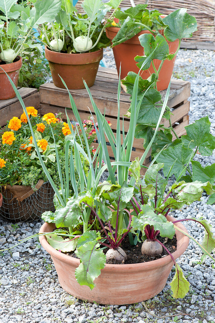 Naschterrasse mit Gemüse und Sommerblumen