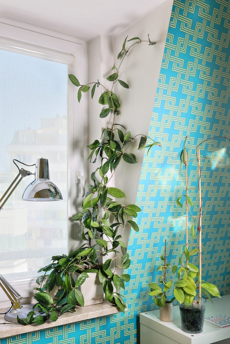 Pflanze rankt am Fenster entlang, daneben Ableger der Kletterpflanze