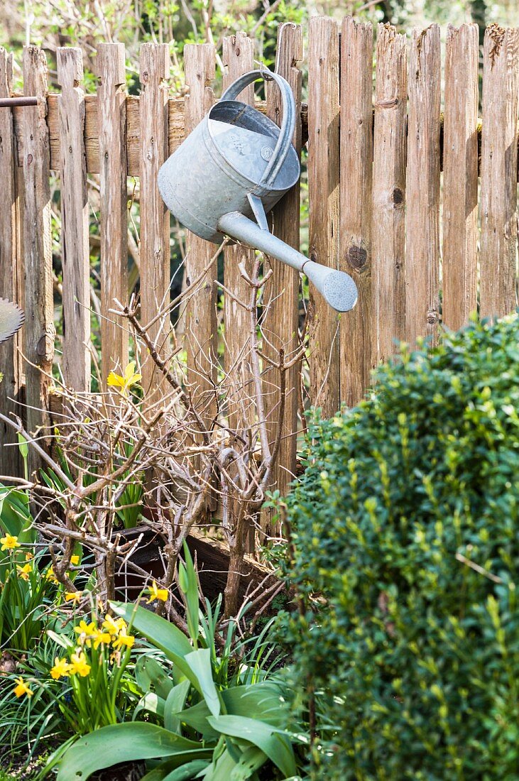 Zinc watering can hung from picket fence above narcissus in flowerbed