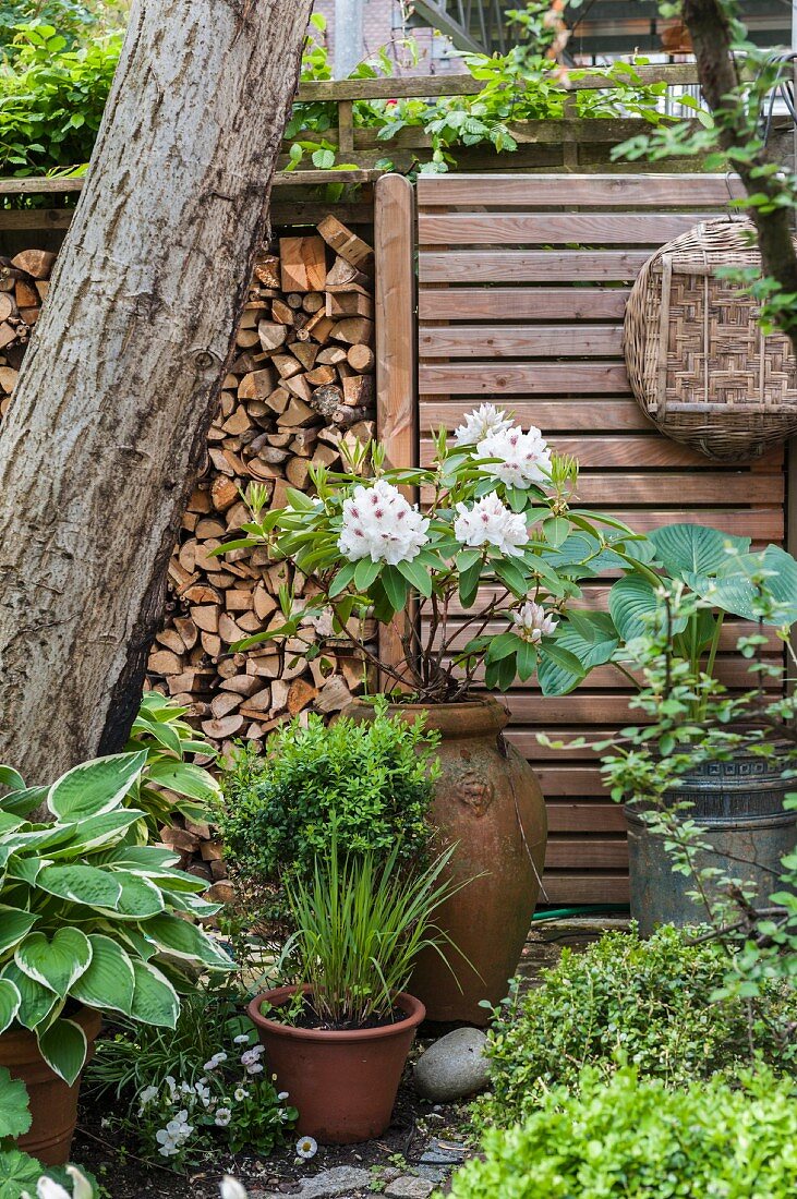Weisser Rhododendron und Grünpflanzen vor Holzstapel und Sichtschutzwand im Garten