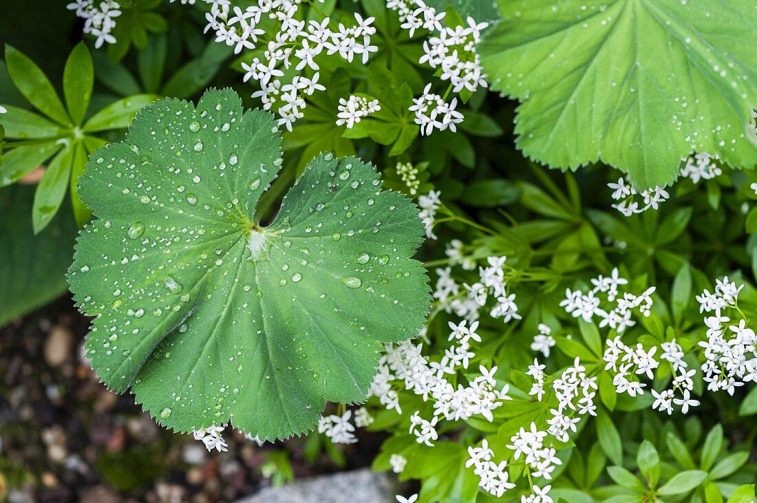 Droplets of dew on lady's mantle leaves next to flowering sweet woodruff